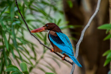 close up of a white throat-ed kingfisher
