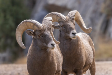 Rams in the Canyon