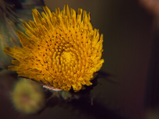 roślina macro natura jesień światło ogród