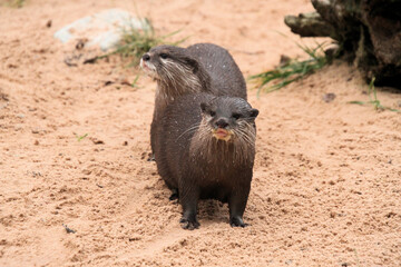 A close up of an Otter