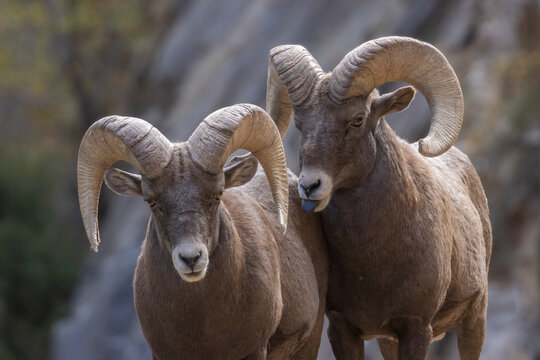 Rams in the Canyon