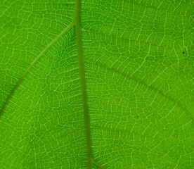 Green leaf nature vintage background Select a specific focus