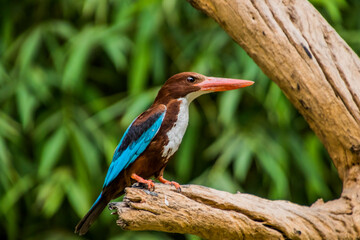 Fototapeta premium close up of a white throat-ed kingfisher
