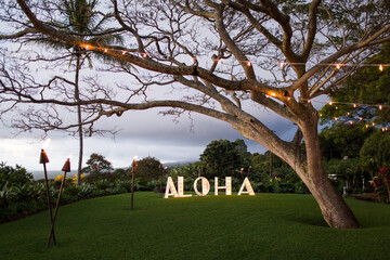 aloha sign event twinkle lights beautiful big tree on grassy lawn with sunsest