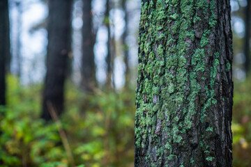 Fototapeta premium Moss on the old tree in emerald green forest. Selective focus. Shallow depth of field.