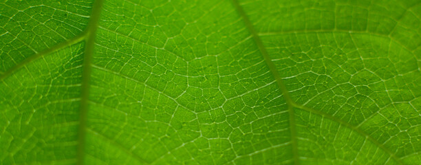 Green leaf nature vintage background Select a specific focus