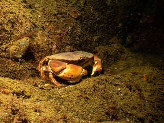 A closeup picture of a Cancer pagurus, also known as edible crab or brown crab. Picture from the Weather Islands, Sweden