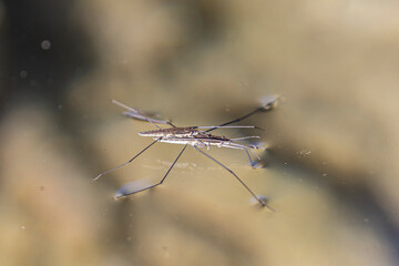 four-legged insect that walks on top of water