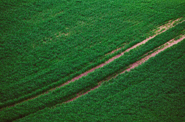 Green grass field background