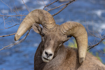 Rams in the Canyon