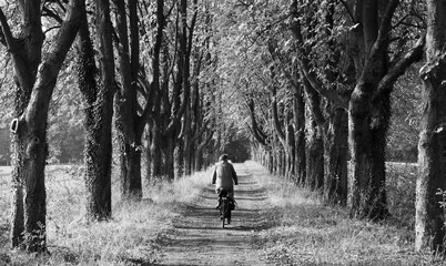 Fototapeta premium Cyclist in a chestnut avenue