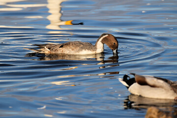 A Pintail Duck on the water