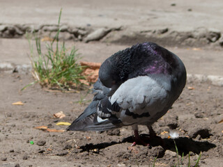 pigeon cleaning feathers