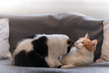dos gatos domesticos duermen juntos en el sofa 2