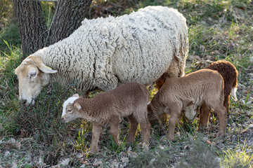 Obraz na płótnie Canvas young sheep free in the field