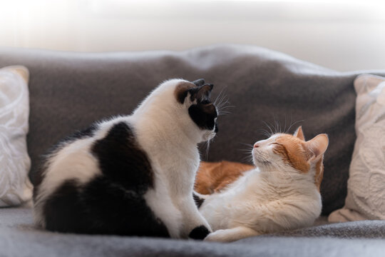 dos gatos domesticos duermen juntos en el sofá 3