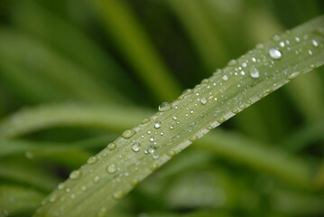 dew on grass