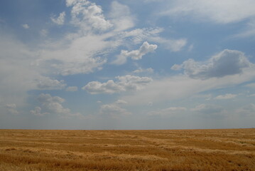 wheat field and sky