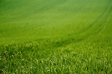 Green grass field background