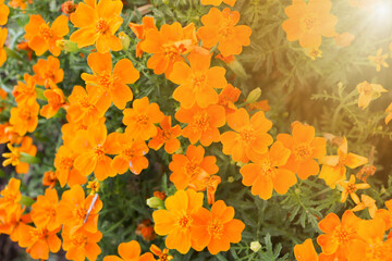 Bright yellow flowers in the garden with a ray of sun. Sun ray and flowers.