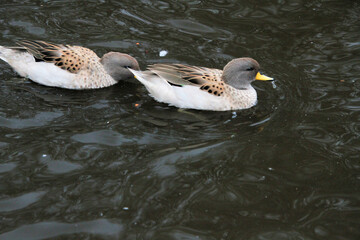 A Sharp Winged Teal on the water