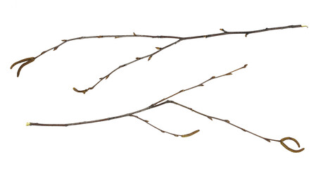 Set of dry twigs