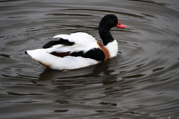 A Shelduck on the water