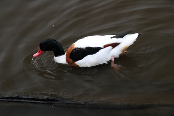 A Shelduck on the water