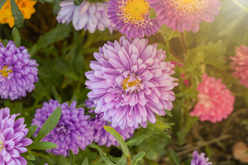 Alpine aster in the garden with sun rays. Purple flowers in blooming garden with sun rays