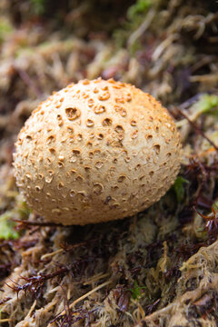 Common earthball (Scleroderma citrinum) Bovist in the forest