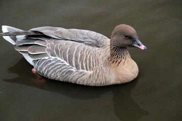 A White Fronted Goose on the water