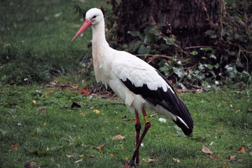 A close up of a White Stork
