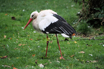 A close up of a White Stork