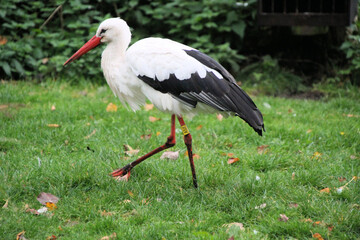 A close up of a White Stork