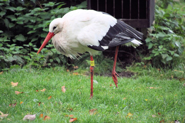 A close up of a White Stork