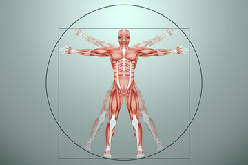 Vitruvian man, the structure of human muscles, biology of the muscular system. Human anotomy concept. 3D illustration, 3D render. - obrazy, fototapety, plakaty
