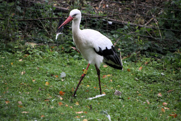 Fototapeta premium A close up of a White Stork
