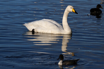 A Whooper Swan on the water at Martin Mere Nature Reserve
