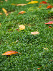 リュウノヒゲの上に落ちた紅葉した葉っぱ