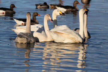 A Whooper Swan on the water at Martin Mere Nature Reserve