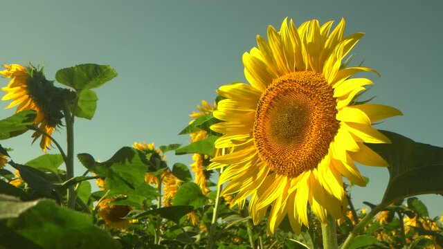 Bumblebee and honeybee fly near yellow sunflower in summer time. Bee and bumble bee on sunflower bloom in agricultural field, closeup. Sunny summer day. Many plants in frame