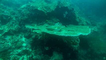 View of wild life in Asia,.  A turtle siting on a reef  