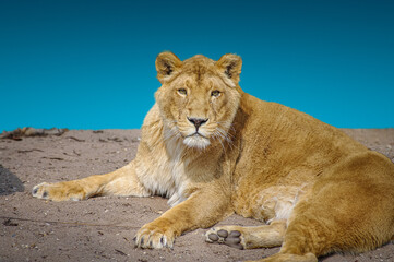 Big adult lion is posing directly to the camera at gradient deep blue sky background closeup,...