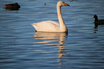 A Whooper Swan on the water at Martin Mere Nature Reserve