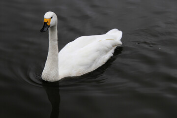 Obraz premium A Whooper Swan on the water at Martin Mere Nature Reserve