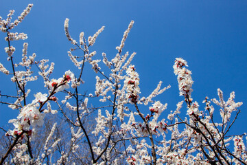 branches of a tree