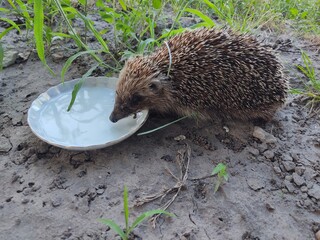 hedgehog in the grass