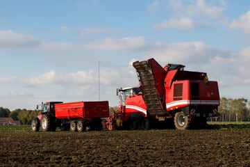 Obraz premium Red tractor with flatbed truck and combine harvester, harvesting beets on farm. Bright, sunny day outdoors working outside. Copy space, horizontal, full frame. 