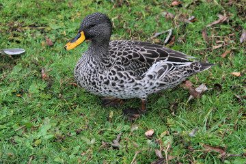 A close up of a Yellow Billed Duck