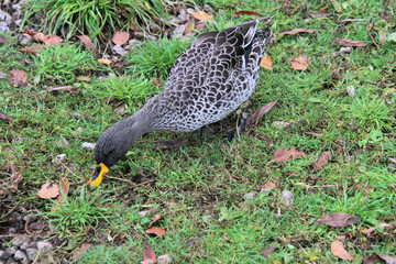 A close up of a Yellow Billed Duck